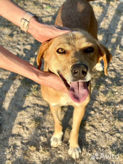 Отдам в добрые руки