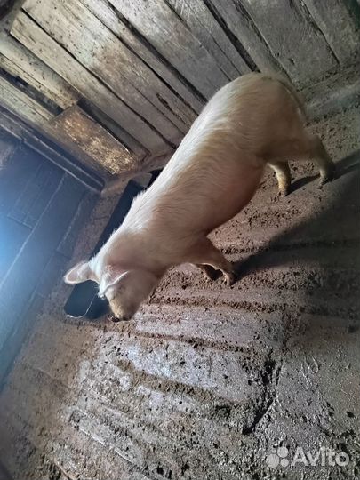 Продам свинью