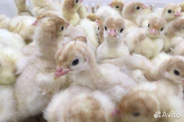 Индюшата тяжеловесы биг-6, Хайбрид, и др