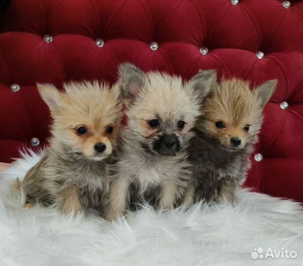 Йоркширский терьер щенки