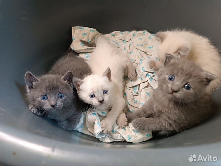 Котята