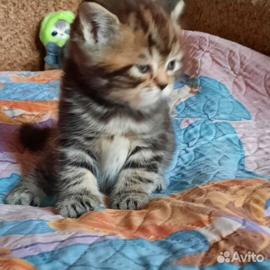 Шотландская