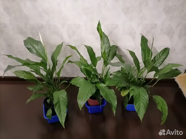 Комнатные растения разные