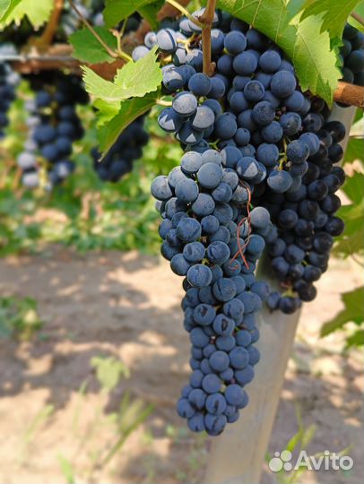 Виноградник (аренда)