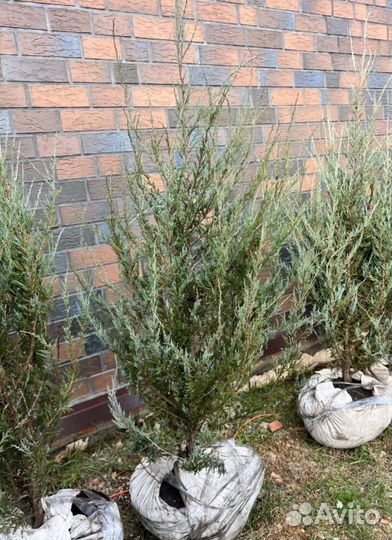 Можжевельник Блю Эрроу из питомника с доставкой