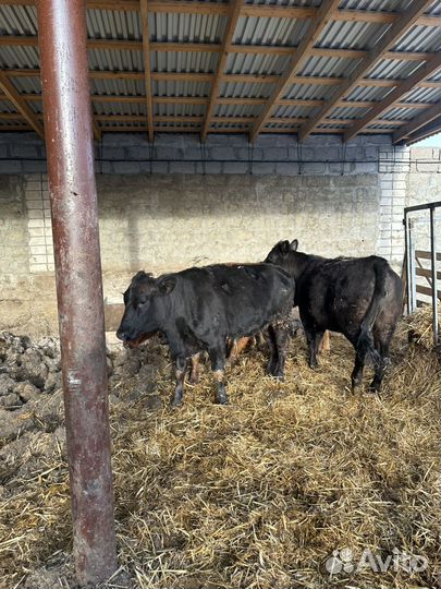 Телки Ангус