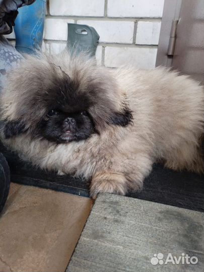 Щенки пекинеса