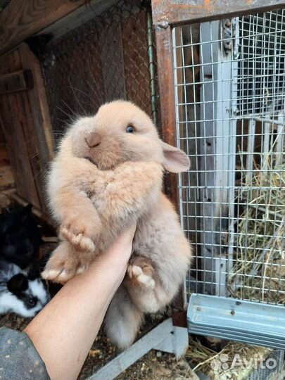 Крольчата породы французский баран