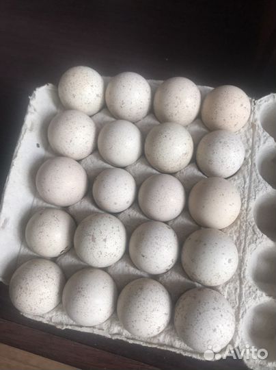 Кеклики и инкубационное яйцо