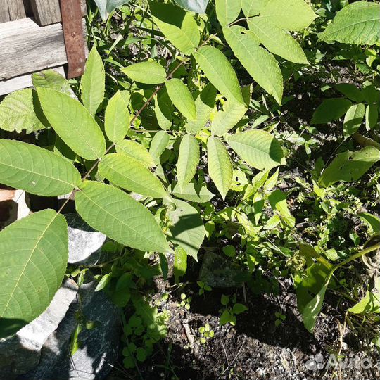 Саженцы Маньчжурский орех