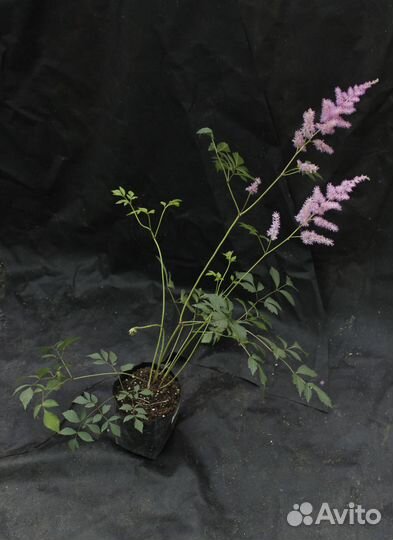 Астильба Арендса Америка