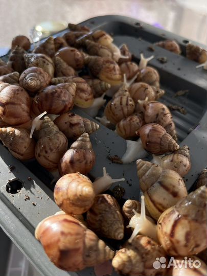 Улитки ахатины