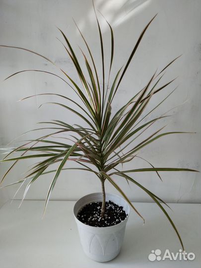 Драцена маргината биколор