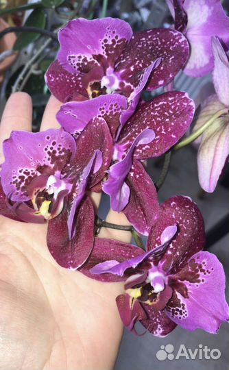 Орхидея бабочка