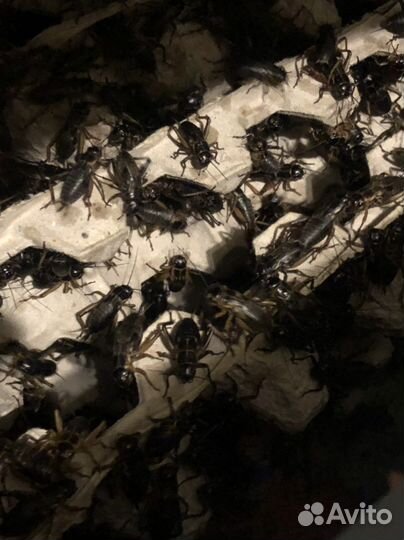 Сверчки/таракан/саранча/бражник кормовые насекомые