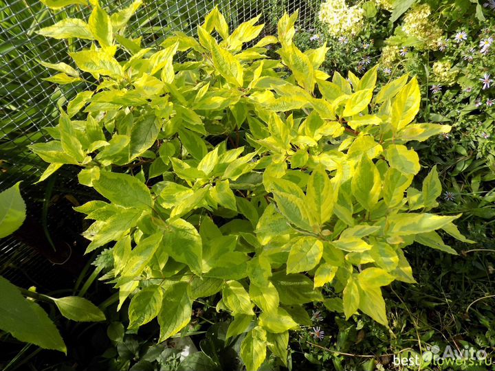 Дерен белый Ауреа