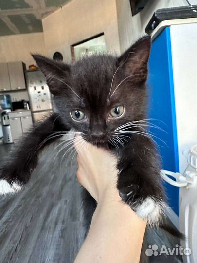 Котята в добрые руки бесплатно