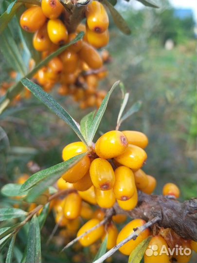 Продам облепиху