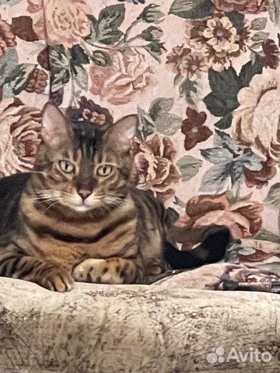 Бенгальский кот