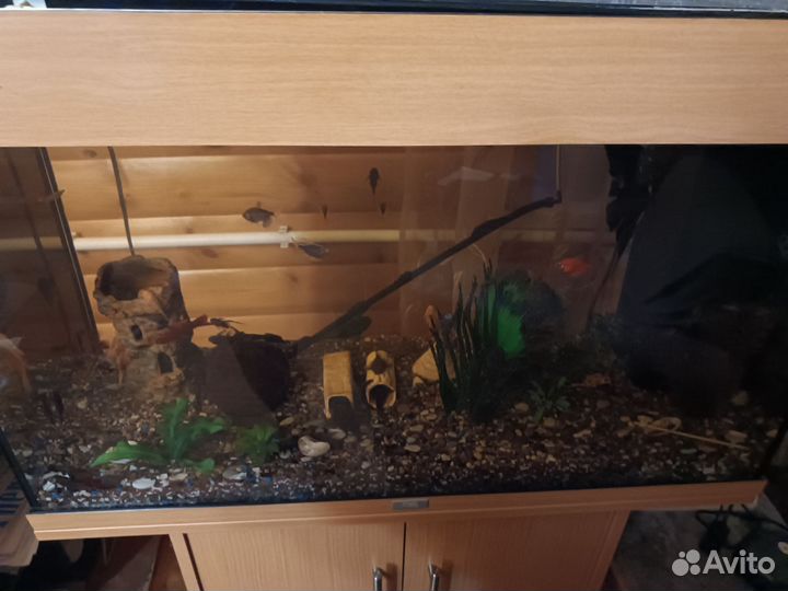 Аквариум с тумбой с рыбками