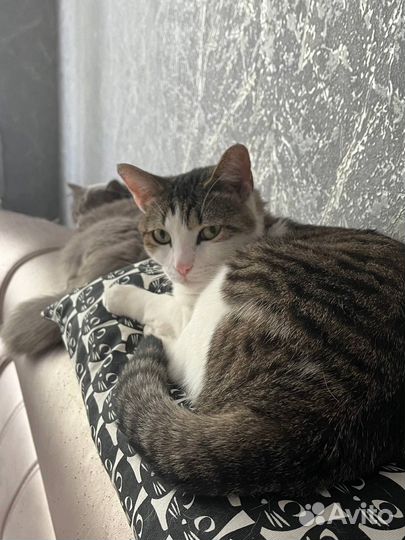 Котик