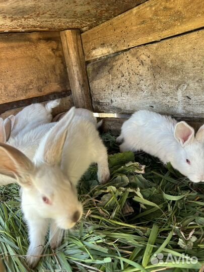 Кролики,мясо кролика