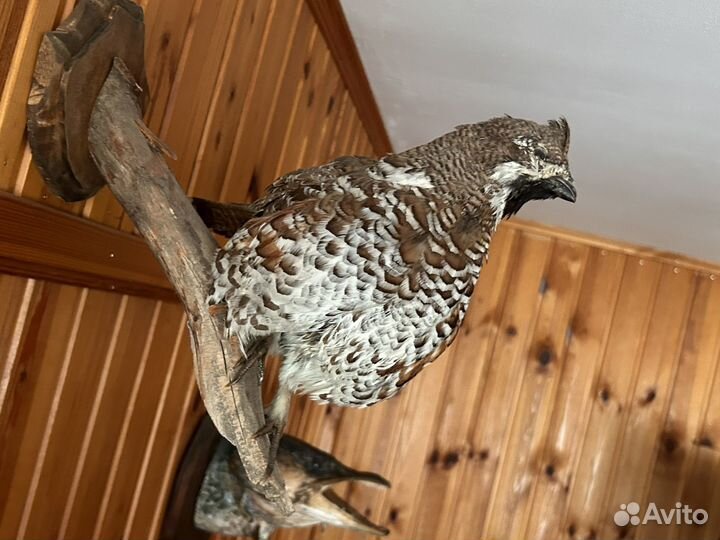 Чучела животных