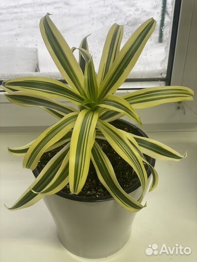 Драцена, кодиеум, шефлера, папоротник, крассула