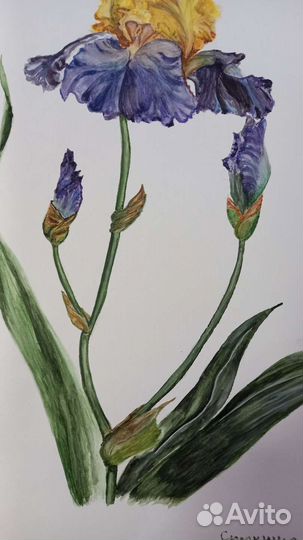 Сказочный ирис картина