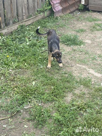 Отдам бесплатно в дар собак