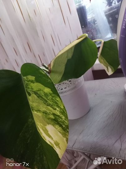 Монстера елоу splash