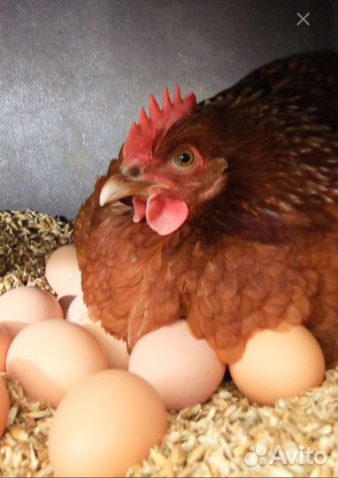 Яйца гусинные, куринные, утинныедомашние