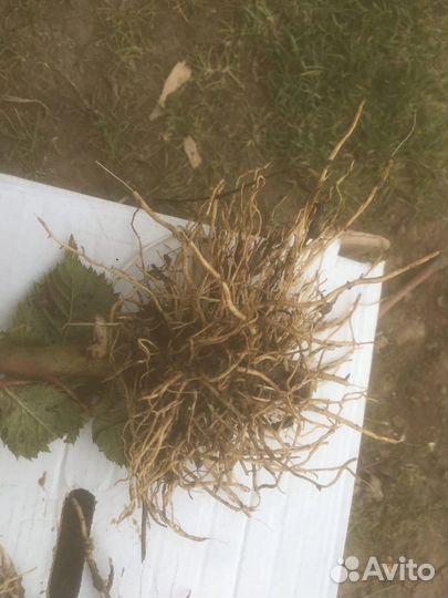 Саженцы, расада, малина, ежевика