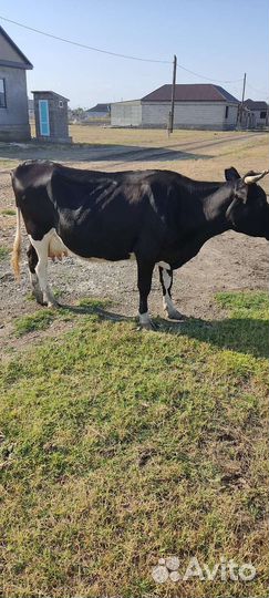 Коровы высокоудойные