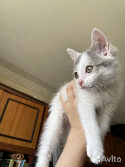 Отдам котенка, мальчика, в добрые руки