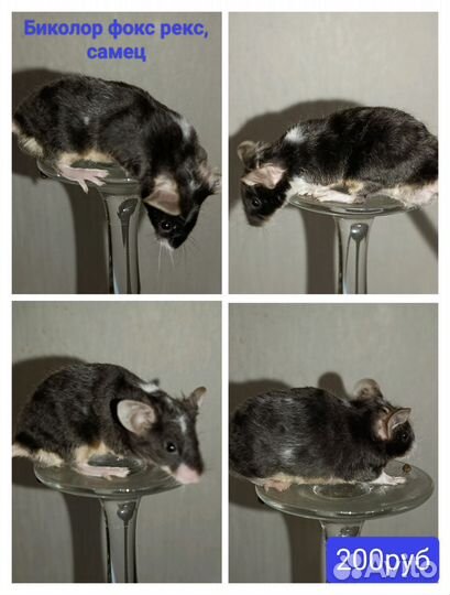 Сатиновые мыши