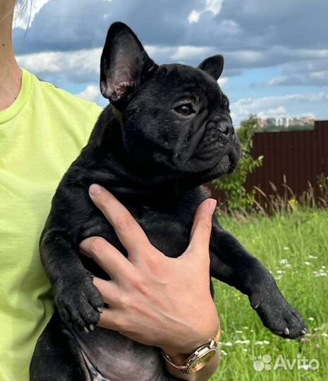 Изящная француженка