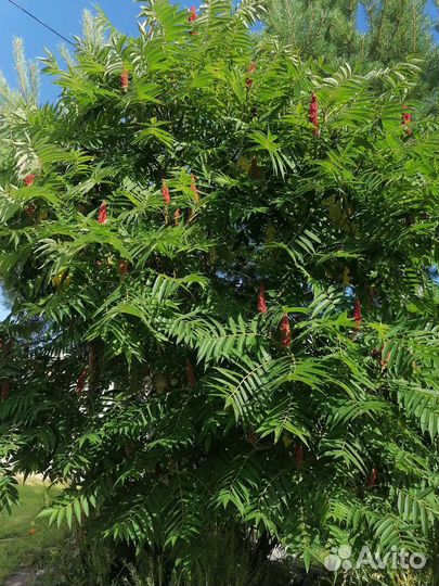 Сумах саженцы