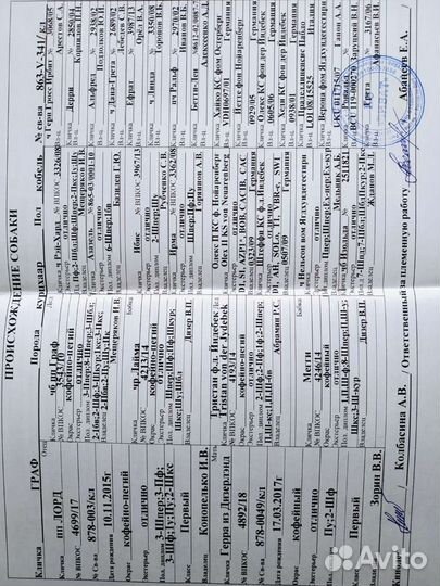 Курцхаар вязка