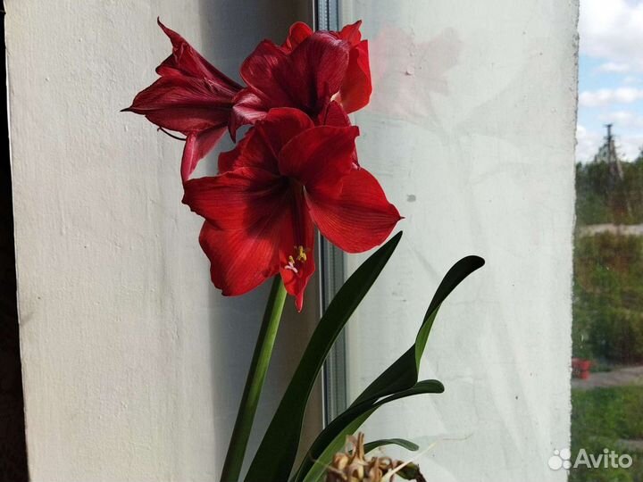 Амаралис бархатный