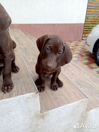 Немецкий курцхаар