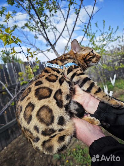 Бенгальские котята