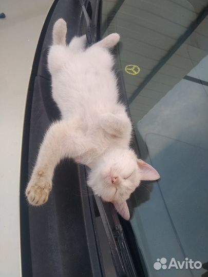 Отдам котенка