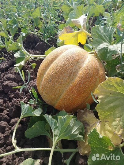 Семена дыни Эфиопки