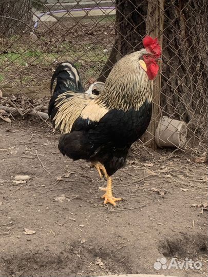 Петухи