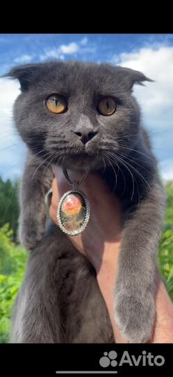 Котята, метизы