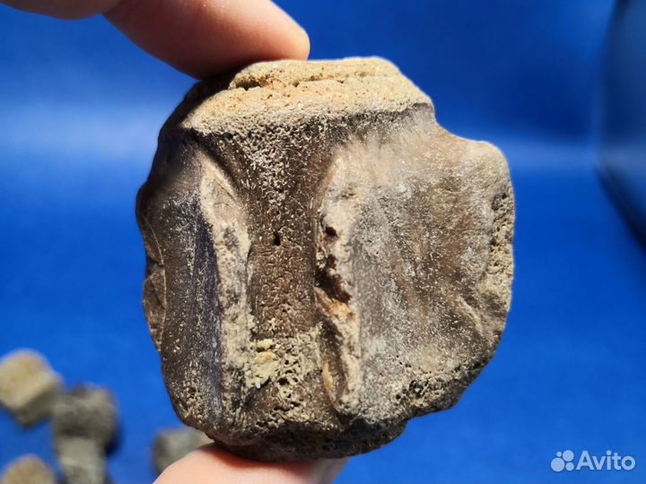 Фрагменты окаменелых позвонков кита цетотерия