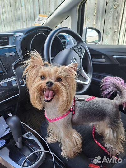 Йоркширский терьер