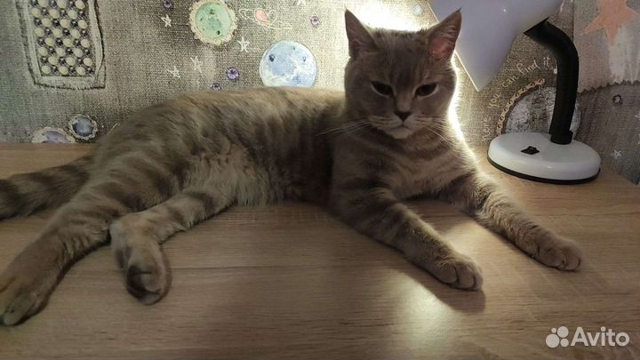 Шотландская кошка