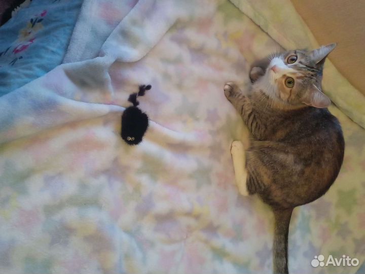 Кошка в дар бесплатно